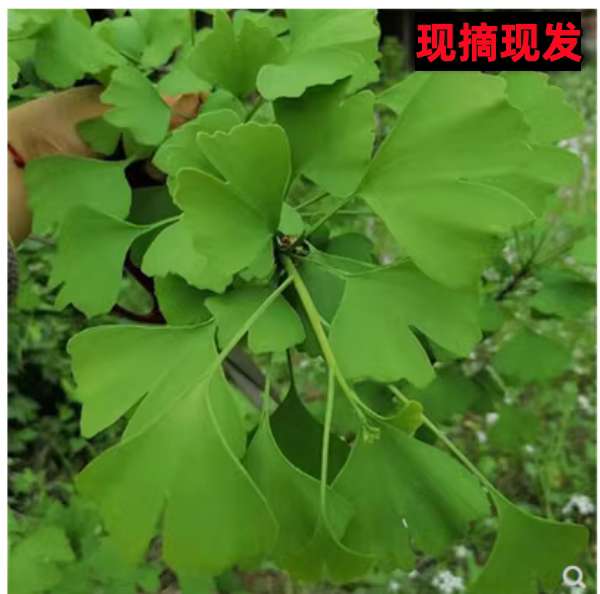 银杏叶新鲜绿色黄色自然晒干新鲜