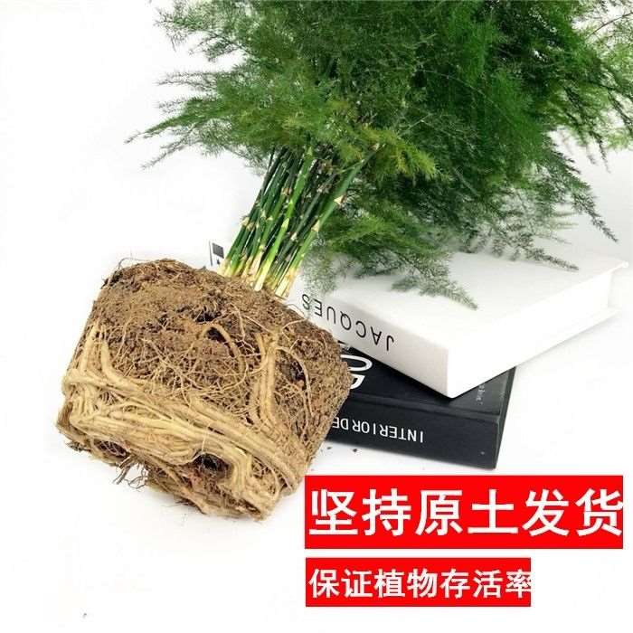 文竹盆景植物 室内绿色盆栽桌面桌面绿植
