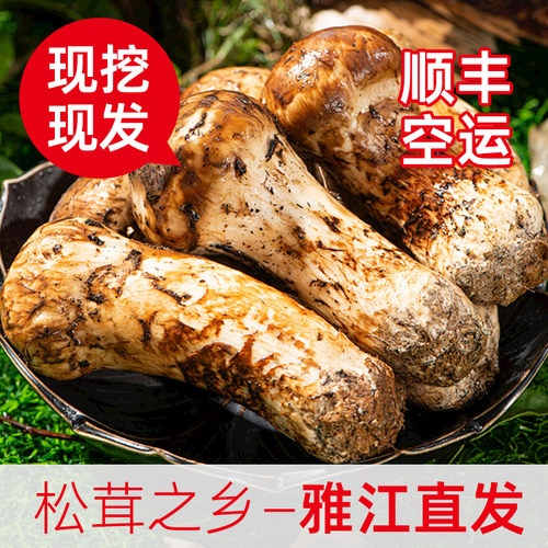 2026年新鲜野生松茸新鲜野生菌现挖现发鲜松茸雅江特级顺丰空运