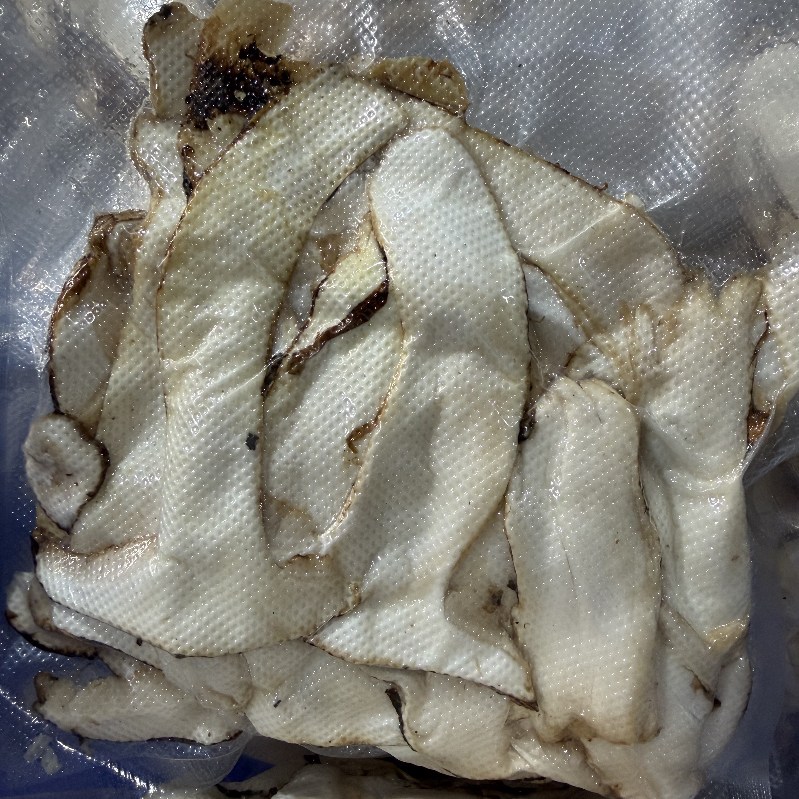 2026新鲜松茸纯野生松茸真空新鲜松茸/菌菇