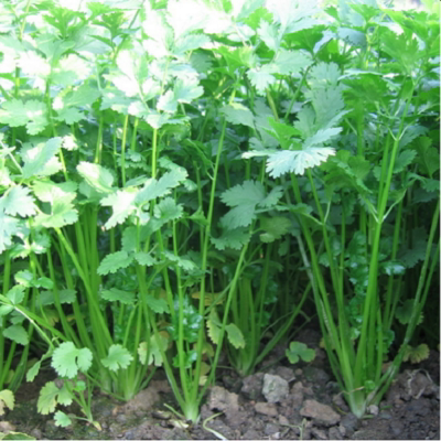 香菜种籽盆栽四季香菜籽种大全花种籽子芫荽种子蔬菜种孑阳台易种