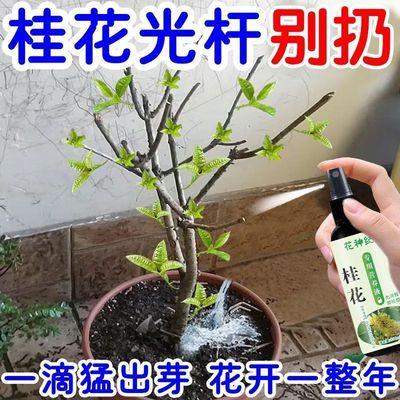 桂花树枯叶干尖枯叶病黄叶焦叶专用药枯草芽孢杆菌桂花专用营养液
