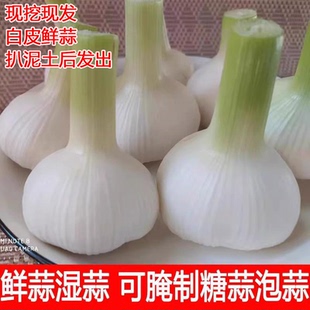 新鲜大蒜头现货鲜蒜湿蒜腌糖蒜山东现挖紫皮白皮新嫩蒜生鲜蒜青蒜