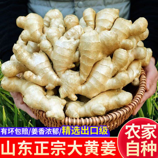 出口级品质山东新鲜整片大黄姜高品质干姜生姜老姜大片发货老姜种