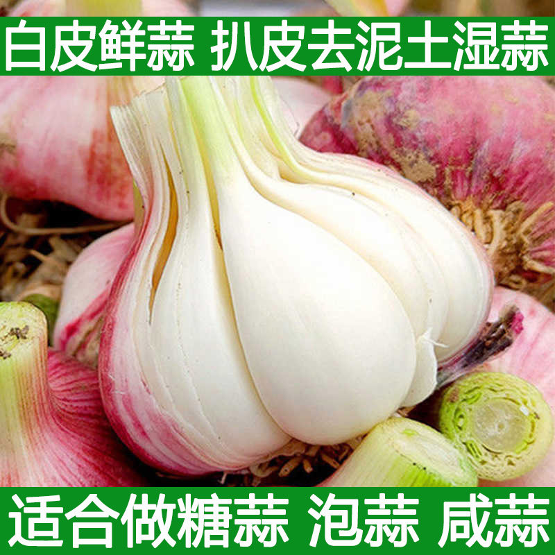 紫皮鲜蒜湿蒜现挖大蒜头腌制糖蒜