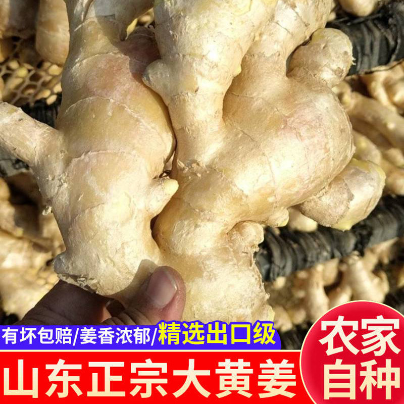 山东大姜优质老姜生姜新鲜大黄姜生姜/南姜