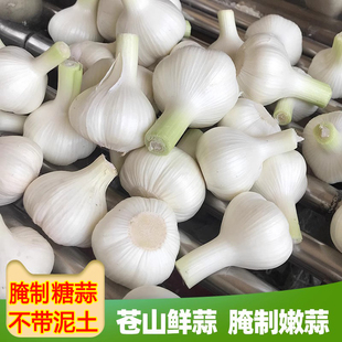 新鲜大蒜头现货鲜蒜湿蒜腌糖蒜山东现挖紫皮白皮新嫩蒜生鲜蒜青蒜