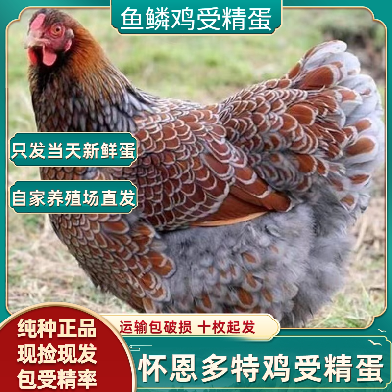 怀恩多特鸡受精蛋鱼鳞鸡种蛋可孵化可观赏怀特鸡受精鸡蛋