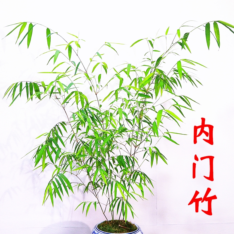 正宗台湾内门竹高飘高杆