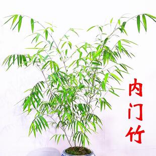 高杆正宗内门竹子长飘大苗盆栽台湾高档精品竹子室内阳台客厅四季