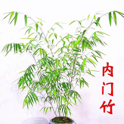 正宗台湾内门竹高飘高杆