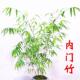高杆正宗内门竹子长飘大苗盆栽台湾高档精品竹子室内阳台客厅四季