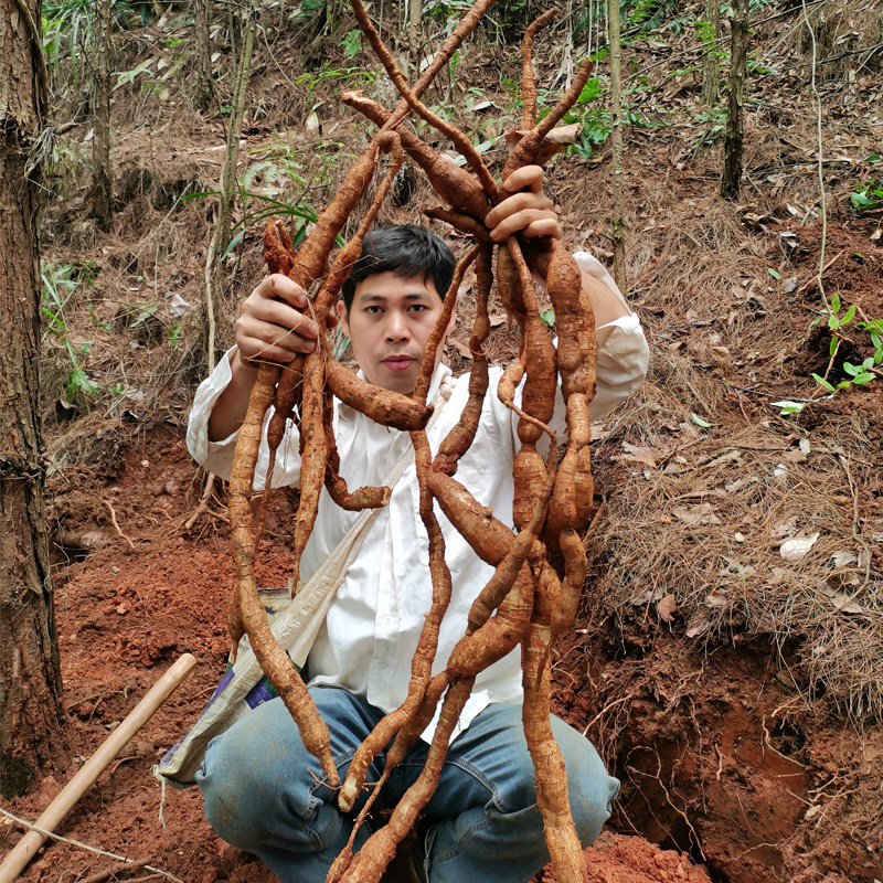野生广西牛大力粉质牛大力