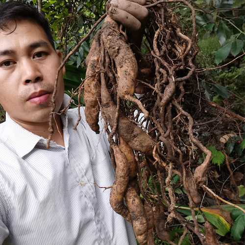 天冬深山养生药材广西天冬