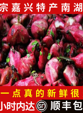 嘉兴特产南湖菱新鲜菱角四角红菱当季时令3斤顺丰包邮