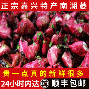 嘉兴特产南湖菱新鲜菱角两角红菱3斤江浙沪皖顺丰 包邮