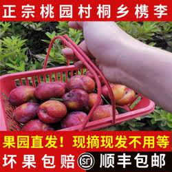 【新货上市】正宗桐乡槜李桃园檇李新鲜水果醉李现摘现发顺丰包邮