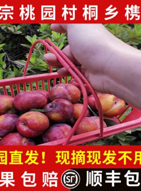 【新货上市】桐乡桃园槜李