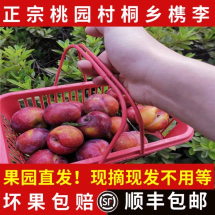 【新货上市】正宗桐乡槜李桃园檇李新鲜水果醉李现摘现发顺丰包邮