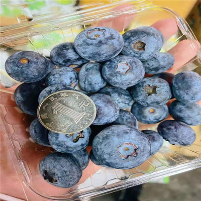 当季限量云南怡颗莓蓝莓王