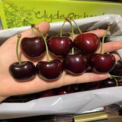 新西兰空运科迪亚kordia