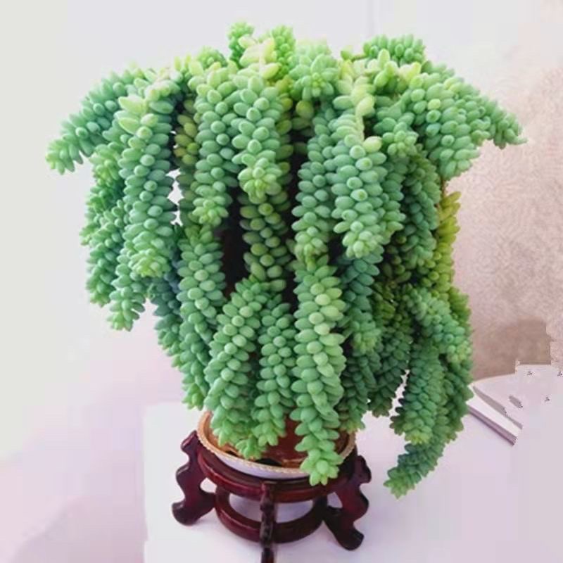 多肉玉坠群生带盆垂吊款新玉缀净化空气防辐射肉肉