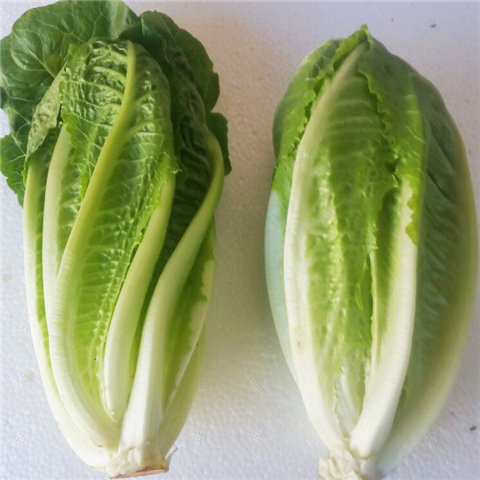 罗马直立绿叶生菜种子圆球沙拉叶菜蔬菜蔬果大田菜园盆栽菜籽