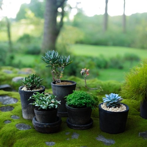 黑陶多肉小花盆迷你幼苗盆粗陶盆栽仙人球专用陶土陶盆陶瓷瓦盆