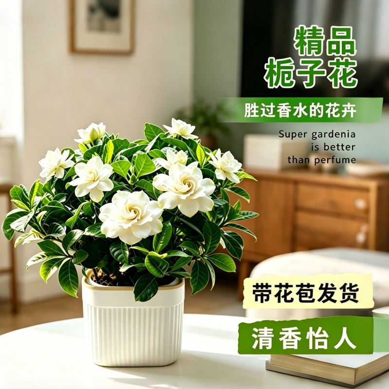 栀子花盆栽带花苞开花浓香花卉