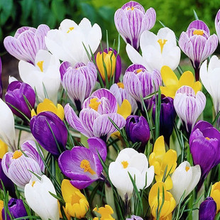 药用藏红花种球番红花种子苗盆栽球根花卉西红花冬季食用耐寒盆栽