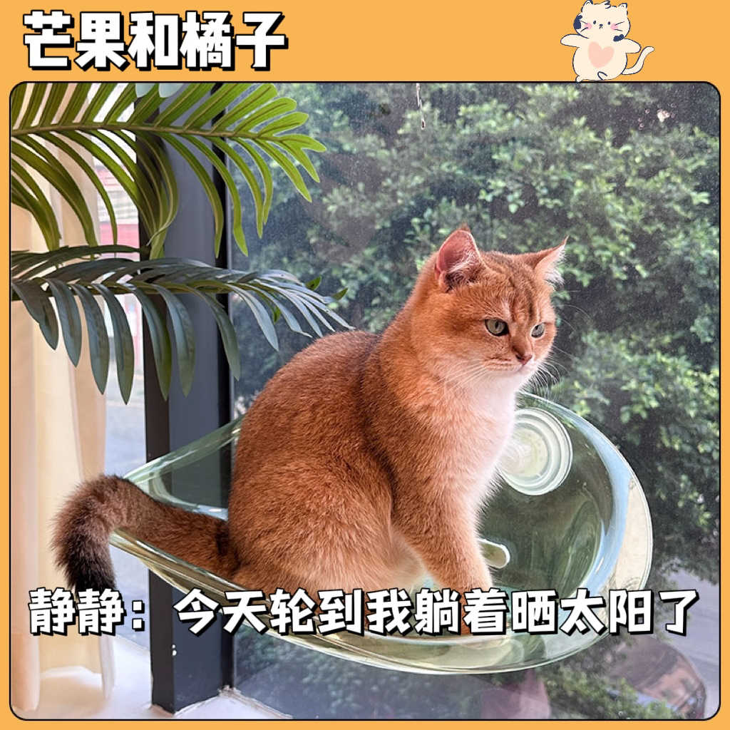 悬浮式吸盘猫窝晒太阳猫吊床