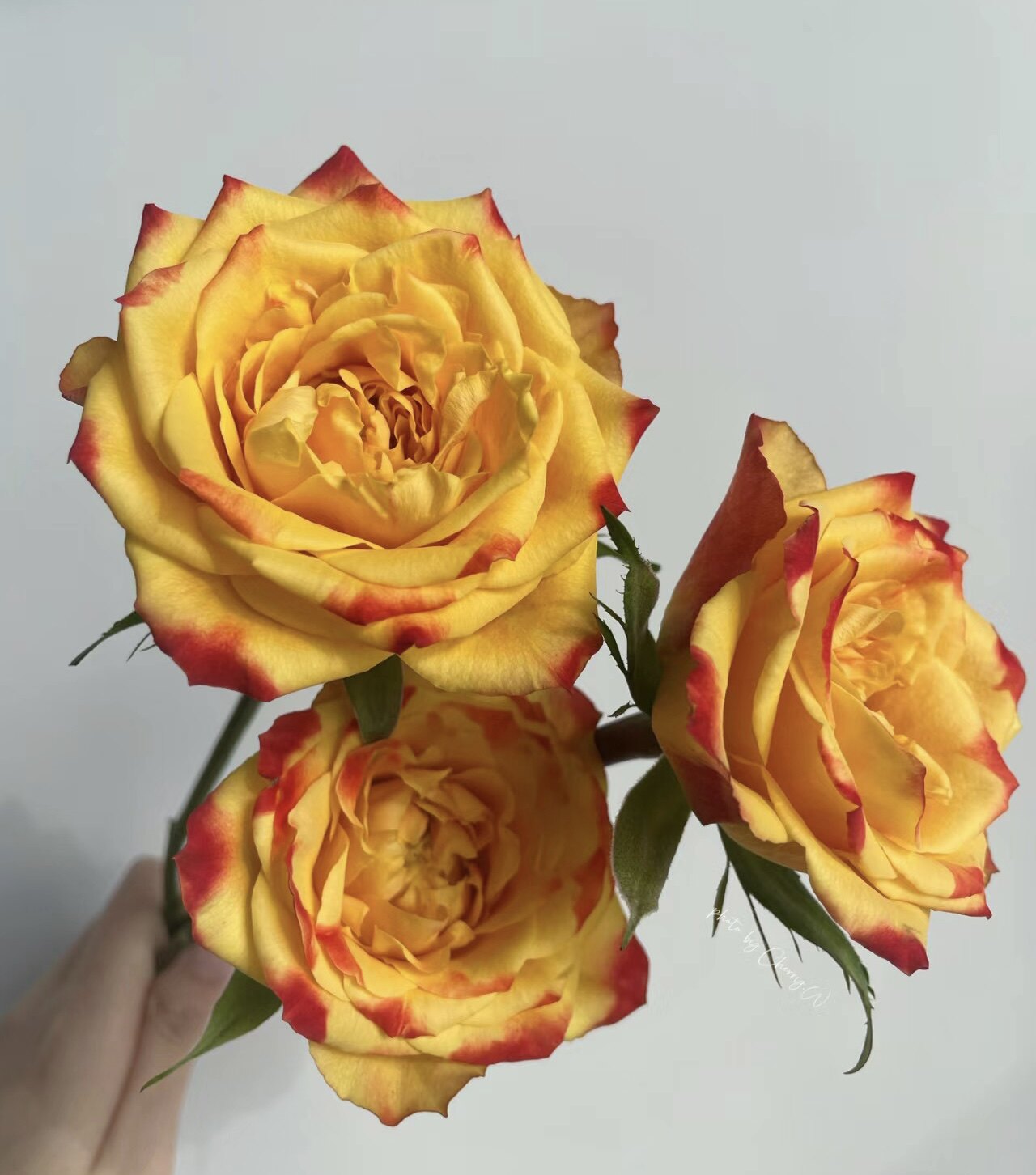 【优选】 小鱼老约翰 阔边帽玫瑰一单不发货2单包邮 3单空运