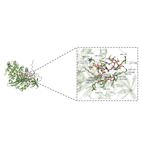 分子对接/网络药理学/中药复方/动力学模拟/虚拟筛选/小分子/多肽