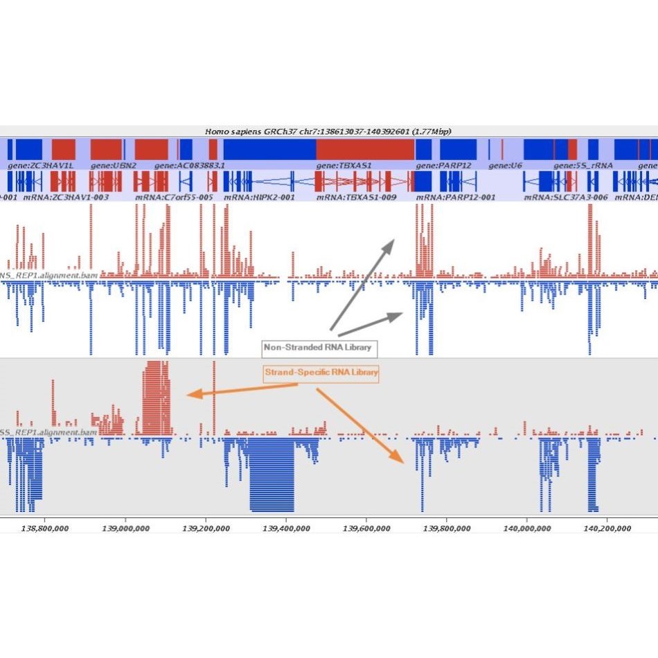 遗传学Chlp-seq1对1辅导零基础到精通生信分析服务