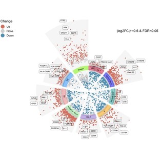 网络毒理学分子对接药物疾病靶点GO KEGG分析