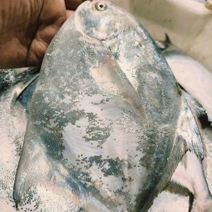 如东洋口港海鲜 新鲜大鲳鱼  银鲳 白鲳鱼  5-6两 大鲳鱼 按条计