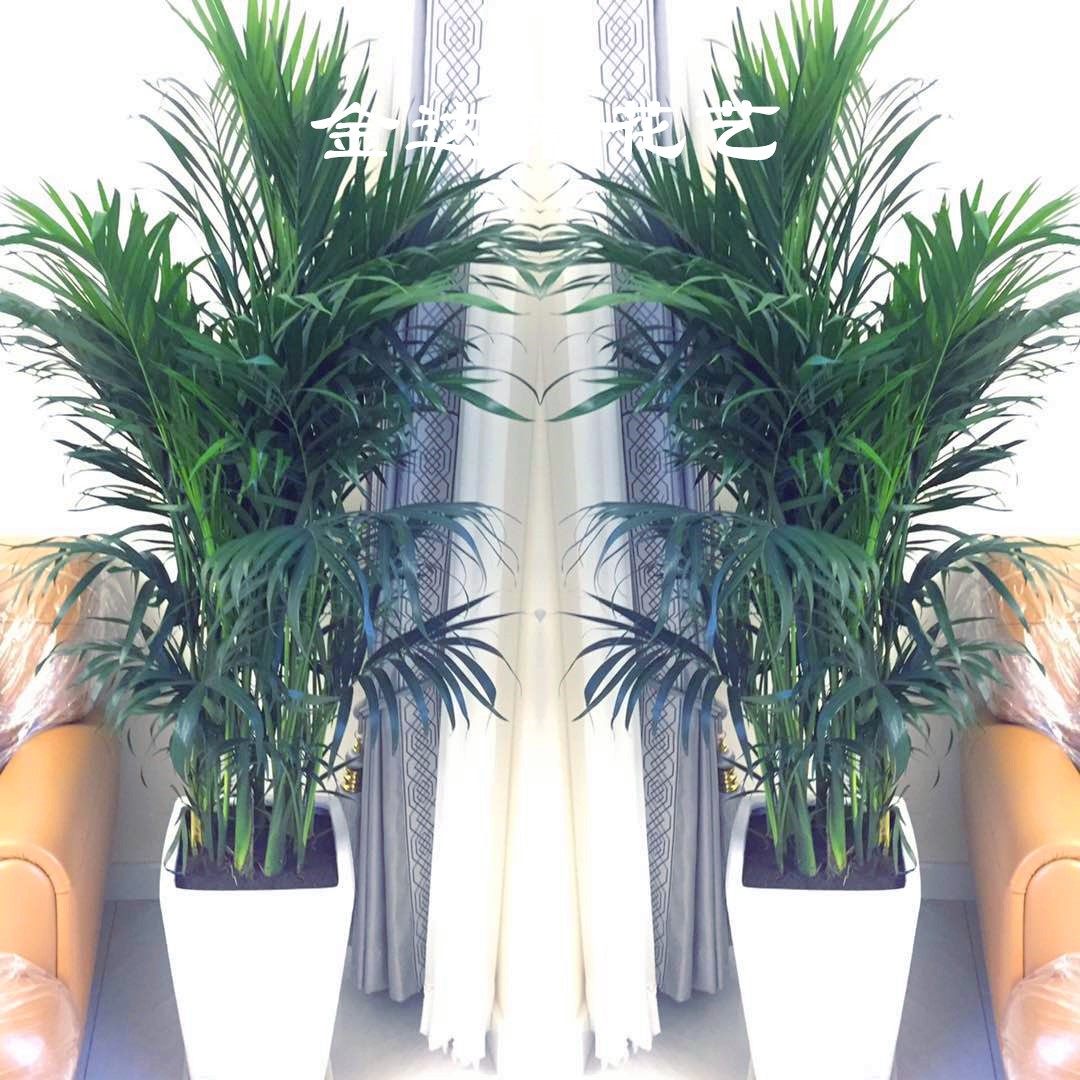 天津开业鲜花绿植同城夏威夷椰子散尾葵大型花卉办公盆栽净化空气,鲜花速递/花卉仿真/绿植园艺,大型绿植/成品组合盆栽,淘宝优惠券,粉丝福利购,淘宝优惠卷