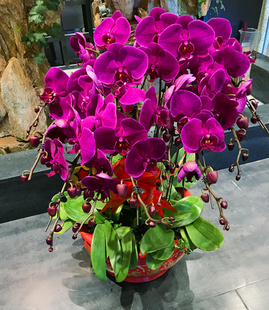 天津年宵鲜花同城速递红掌蝴蝶兰鸿运当头祝寿开业送礼客户乔迁