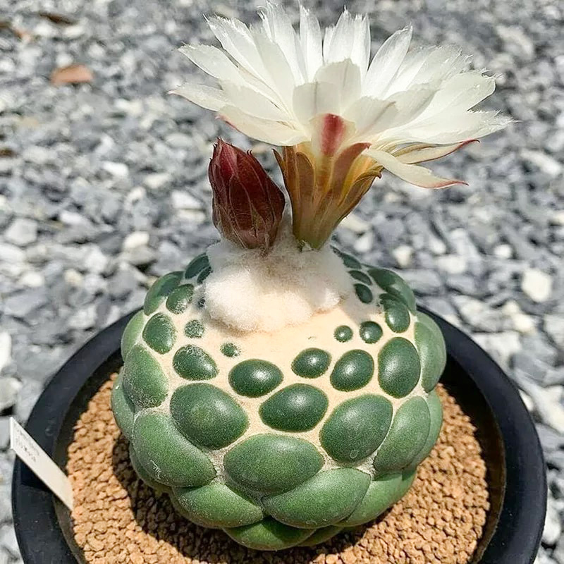 无刺象牙仙人球雪顶象牙精品盆栽绿植好养趣味顶花球属