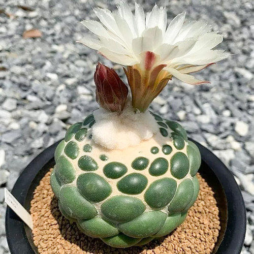 无刺象牙仙人球雪顶象牙精品盆栽绿植好养趣味顶花球属