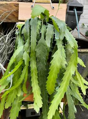 孔雀翎昙花稀有品种绿植花卉好养耐热耐干旱美观趣味植物室内阳台