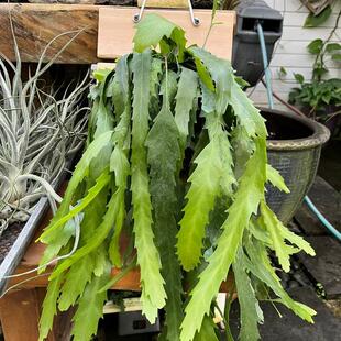 孔雀翎昙花稀有品种绿植花卉好养耐热耐干旱美观趣味植物室内阳台