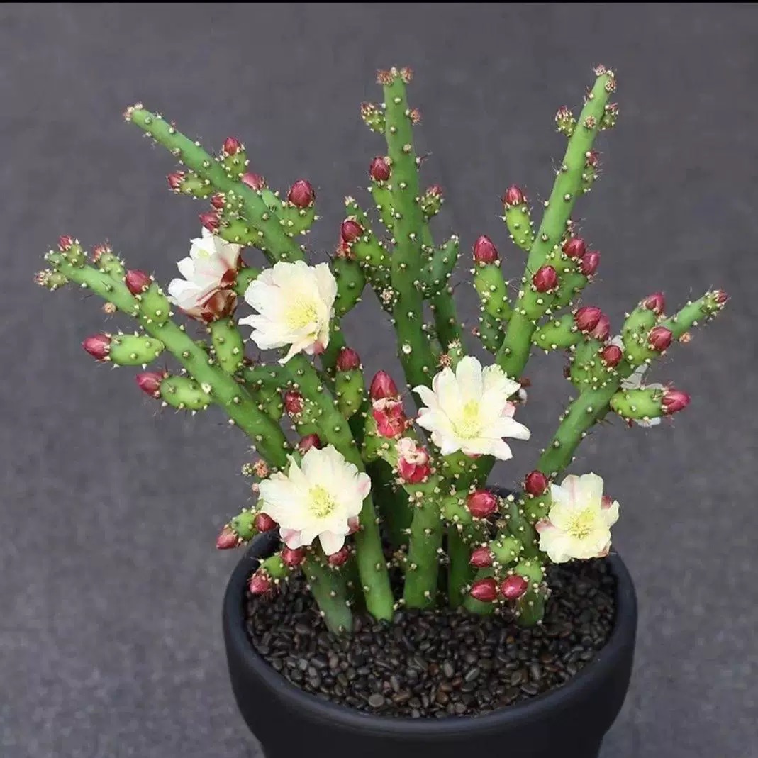 鹿角梅仙人牡丹 虎梨团扇开花仙人掌科多肉植物好养绿植盆栽