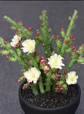 鹿角梅仙人牡丹 虎梨团扇开花仙人掌科多肉植物好养绿植盆栽