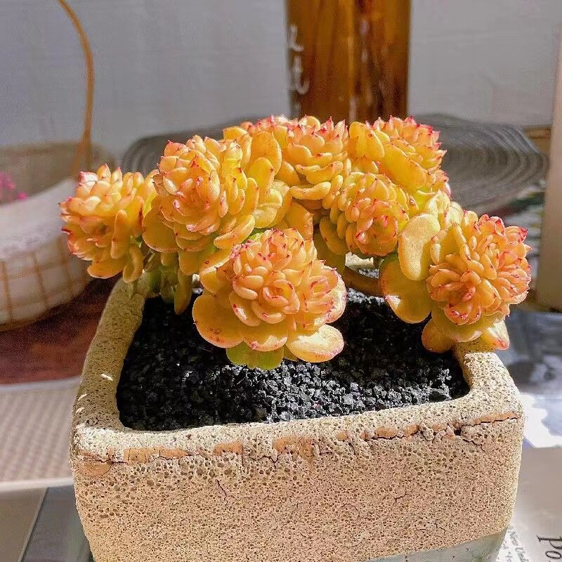 蜡牡丹多肉植物老桩大棵 腊牡丹萌肉肉桌面阳台好养绿植盆栽包邮