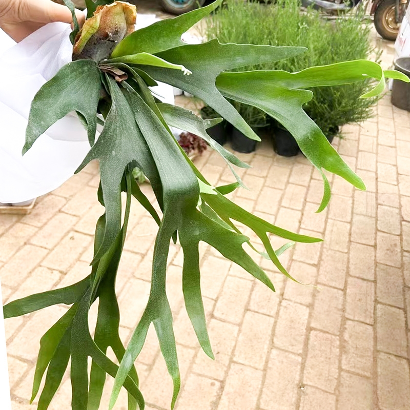 蕨类北欧风绿植室内盆栽热带雨林