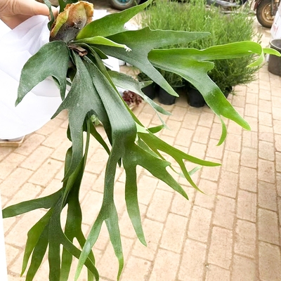 蕨类北欧风绿植室内盆栽热带雨林