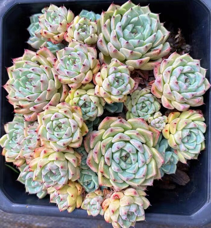 沙罗姬牡丹多肉植物 韩国进口贵货 整群生多头好养萌肉肉绿植花卉