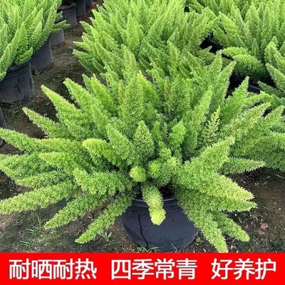 狐尾天门冬盆栽植物庭院花园阳台观叶四季常青绿植花卉造景好养