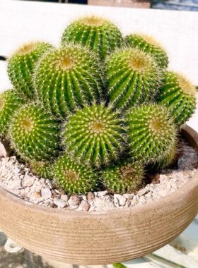 多头仙人球金冠群生多肉植物网红盆栽开黄花室内阳台庭院景观好养